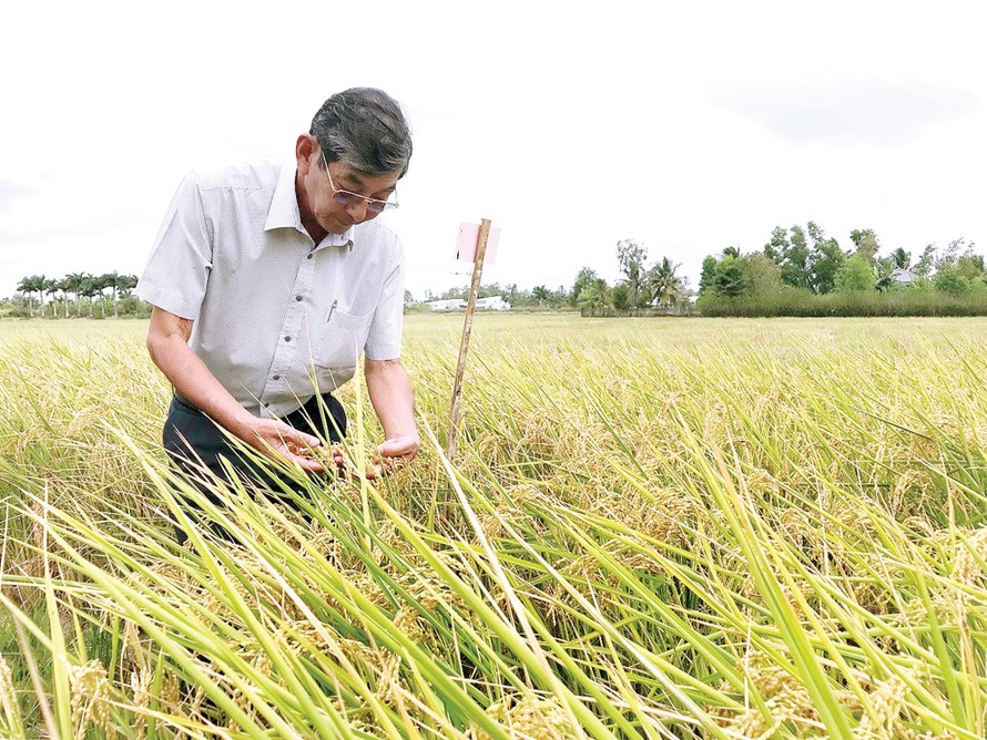 Anh hùng lao động, kỹ sư Hồ Quang Cua - “cha đẻ” của hạt gạo ngon nhất thế giới ST25 