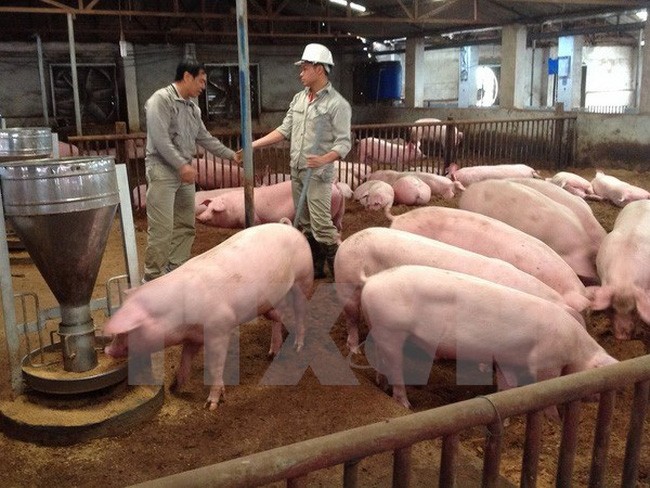 Giá lợn hơi trong nước liên tục giảm trước khi lợn Thái Lan nhập về Việt Nam.