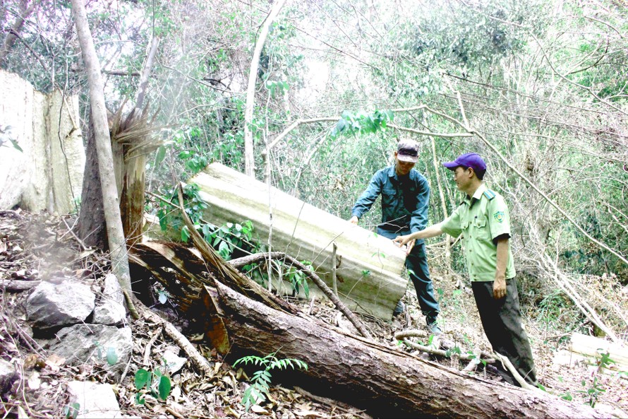 Kiểm lâm Khu BTTN Ea Sô kiểm tra hiện trường phá rừng