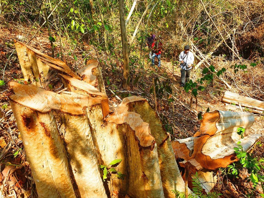 Một vụ phá rừng ở vừa xảy ra tại Đắk Lắk
