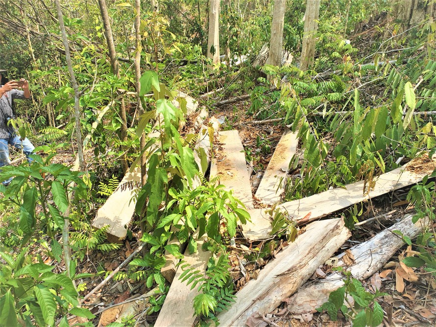 Một vụ phá rừng tại Khu BTTN Ea Sô vào đầu năm 2020