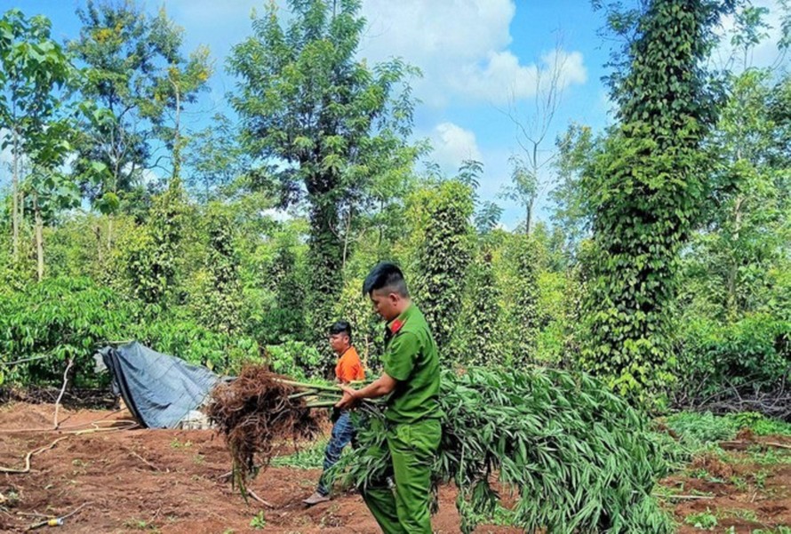 Một hộ dân ở Đắk Lắk trồng cây cần sa trong rẫy