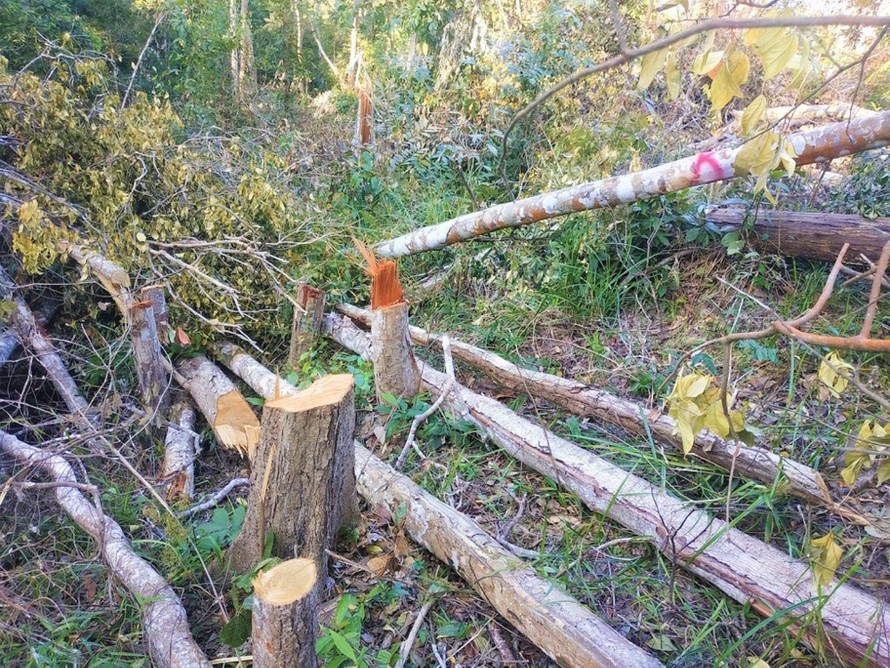 Hiện trường một vụ phá rừng tại xã huyện Ea H'leo