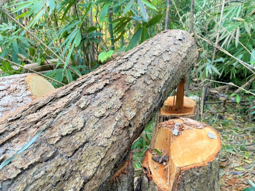Một vụ phá rừng tại huyện Ea H'leo dịp Tết Nguyên đán 2021