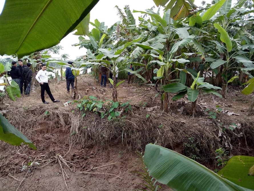Khu vực vườn chuối ven sông Hoá, nơi phát hiện 3 thi thể trôi trên sông - Ảnh: Khánh Linh