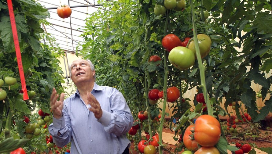 Cố giáo sư Nachum Kedar (trong ảnh) và giáo sư Haim Rabinowitch đã đặt nền móng cho canh tác cà chua hiện đại của Israel (năng suất cà chua cao nhất thế giới - 300 tấn/ha). Ảnh: Nati Shohat