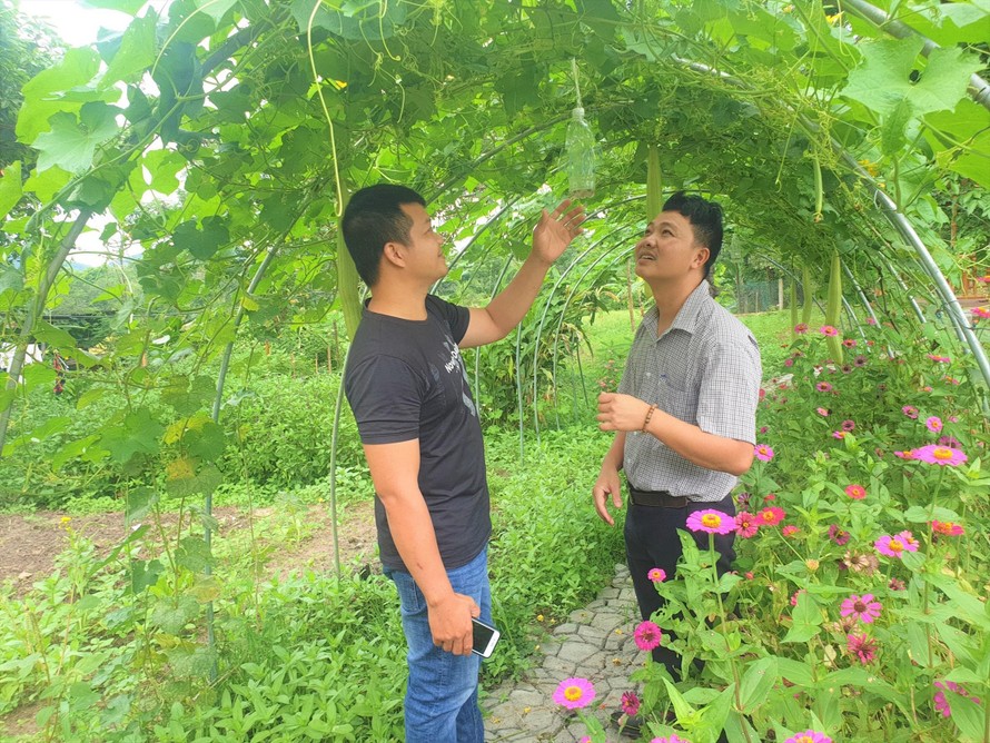 Anh Cương và anh Tân (áo thun) thăm vườn rau củ trong YangbriiFarmstay