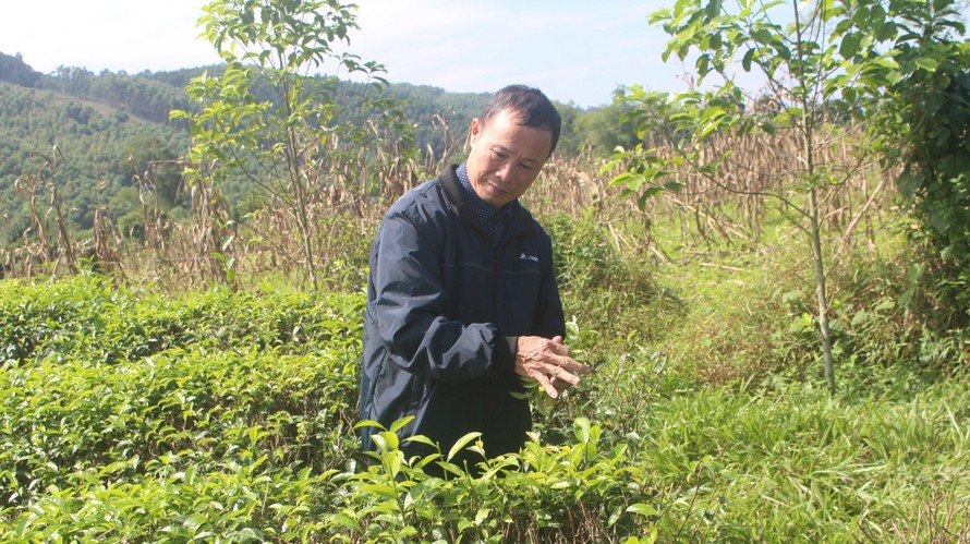 Ông Phan Ðình Ðường là người tiên phong đưa giống chè về trồng ở vùng đất khó Hạnh Lâm