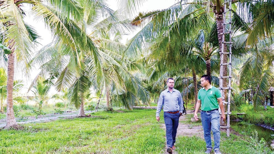 Anh Phạm Đình Ngãi (áo xanh) giới thiệu khách quốc tế vùng nguyên liệu dừa lấy mật 