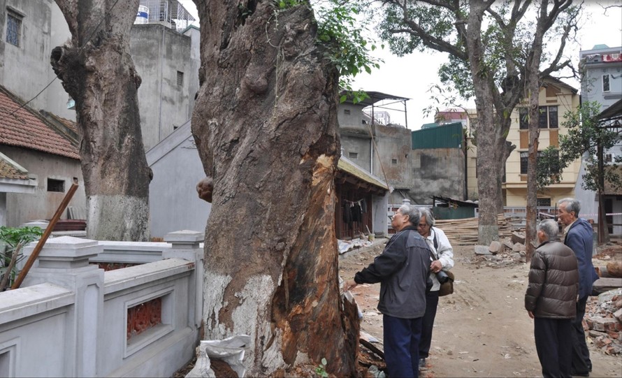 Các cây muỗm tại đền Voi Phục - Thụy Khuê khi bị sâu đục thân năm 2013. Ảnh: VACNE