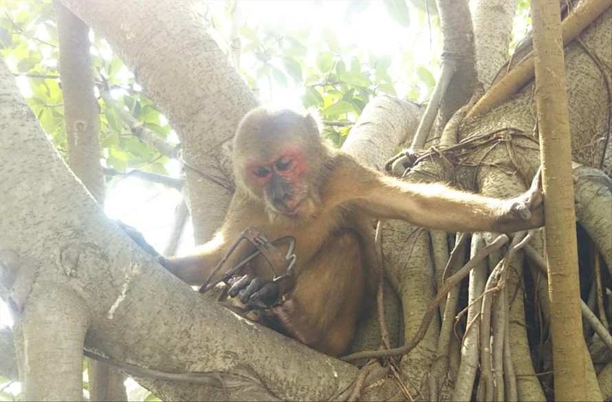 Chú khỉ tội nghiệp đã mất bàn chân vì dính bẫy kẹp trên bán đảo Sơn Trà (Đà Nẵng) Ảnh: An Bình 