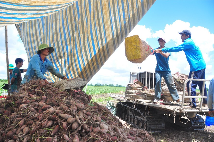 Anh Nguyễn Ngọc Mai (bìa phải) cùng nhân công thu hoạch khoai lang