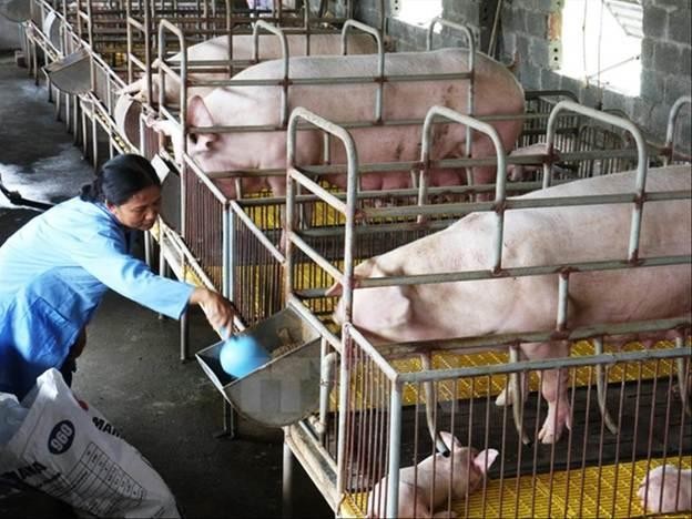 Giá thức ăn chăn nuôi tăng cao trong khi giá lợn hơi giảm, người dân càng nuôi càng lỗ Ảnh: PV 