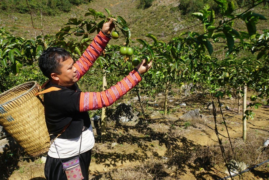 Người dân tộc ở huyện Mộc Châu (Sơn La) chuyển đổi cây lương thực kém hiệu quả sang trồng cây chanh leo cho hiệu quả kinh tế cao 