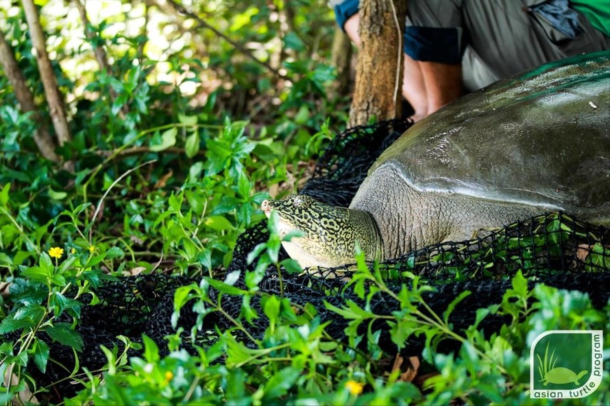 Rùa Hoàn Kiếm vừa bẫy bắt được tại hồ Ðồng Mô Ảnh: ATP 