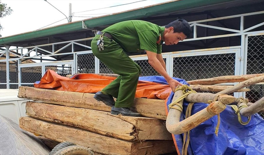 Công an huyện Krông Bông kiểm đếm gỗ pơ mu 