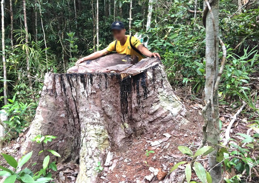  PV Tiền Phong trực tiếp xâm nhập vụ hủy hoại rừng ở Gia Lai 