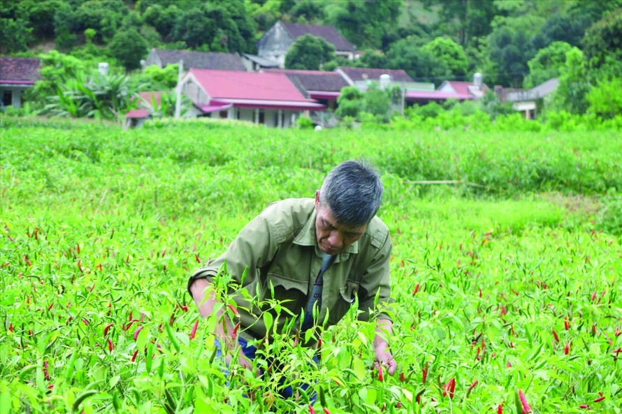 Nông dân Lạng Sơn nhọc nhằn trồng ớt mà sản phẩm đang bí “đầu ra” Ảnh: Duy Chiến 