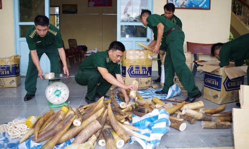 Ngà voi bị bắt giữ ở Hà Tiên, Kiên Giang