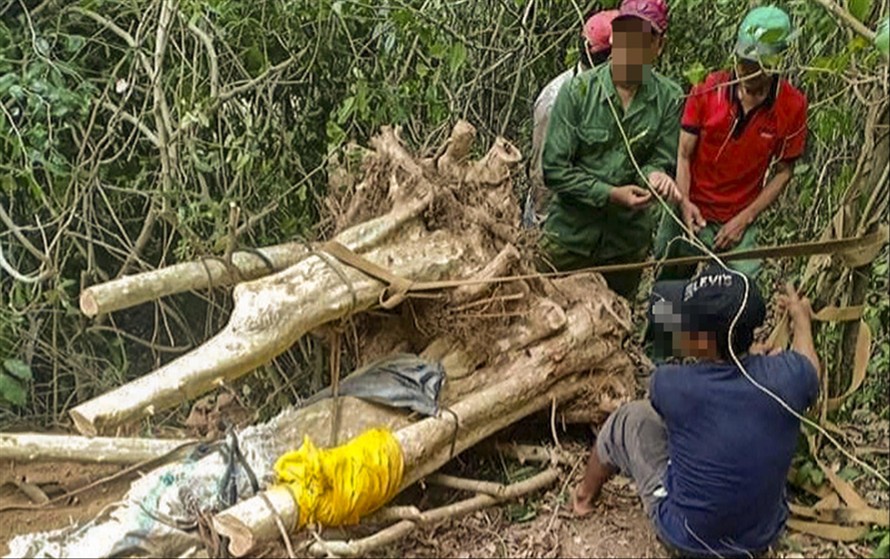 Người dân của huyện Phù Cát trong một chuyến đi đào cây bằng lăng Ảnh: Trương Định 