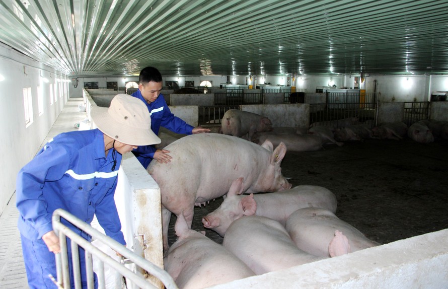 Nhờ đầu tư bài bản và tuân thủ nghiêm ngặt các quy định về chăn nuôi an toàn sinh học, Thiên Thuận Tường đã bảo vệ thành công đàn lợn của mình trước dịch tả lợn châu Phi
