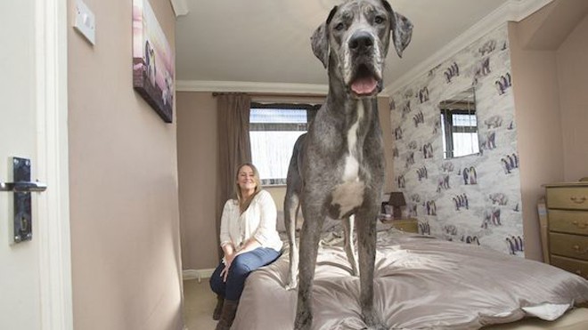 Chó cao 2,2 mét, nặng 70 kg