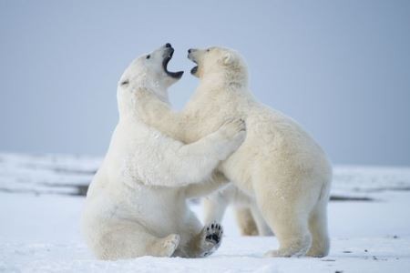 Nhầm lẫn khi nhắn tin khiến nhiều người vô tình “xin” nhận nuôi gấu Bắc cực 