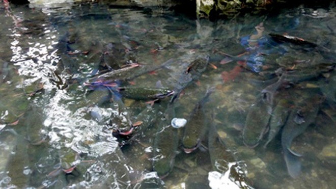 Hình ảnh suối "cá thần" ở Thanh Hóa. (Ảnh: Duy Tuyên)