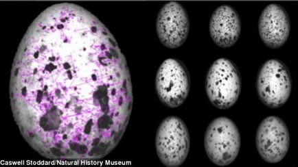  Chim mẹ phát triển mô hình nhận dạng đặc biệt trên trứng.