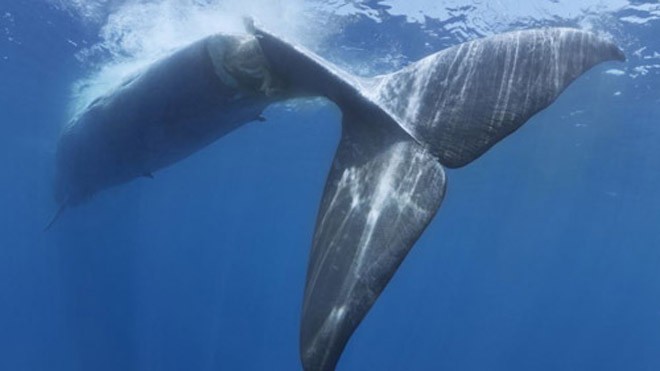 Một con cá voi xanh ở Ấn Độ Dương chết sau khi va chạm với tàu chở hàng. Ảnh: Barcroft Media