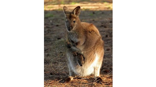 Một con kangaroo đỏ cầm thức ăn bằng tay trái. Ảnh: NG
