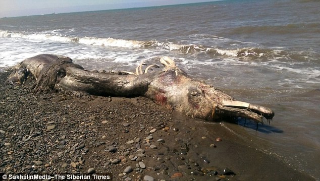 Xác một sinh vật biển khổng lồ với mỏ giống như chim và lông trên cơ thể trôi dạt vào bờ biển vùng Viễn Đông, Nga.