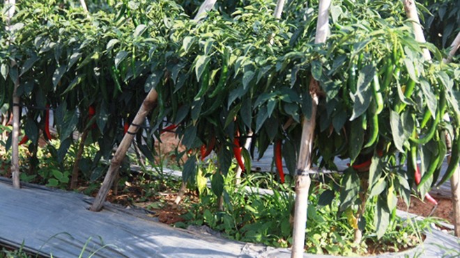 Giá ớt ở Lâm Đồng bất ngờ tăng vọt lên 30.000 đồng/kg.