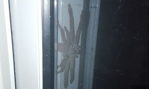 Con nhện thợ săn khổng lồ trước cửa một ngôi nhà ở Australia. Ảnh: Reddit.