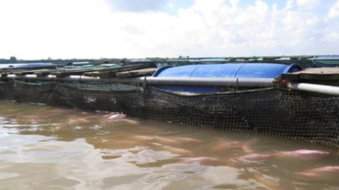 Một gia đình nuôi cá trên sông Hồng ở Thái Bình