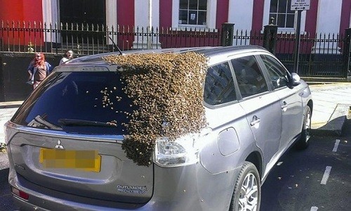 Những con ong bu quanh xe nhằm giải cứu ong chúa. Ảnh: Twitter.