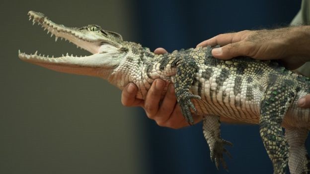 Người chăm sóc cá sấu phải rất cẩn thận, vì ngay cả những con non cũng thể gây nên vết thương nghiêm trọng. Ảnh: Getty.