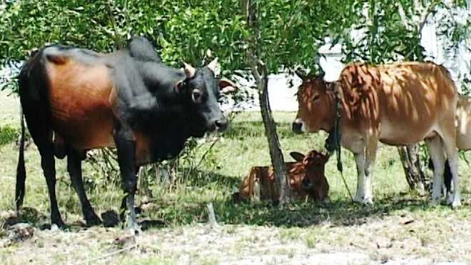 Con bò đực to lớn (bìa trái) là “thủ phạm” húc chết người.