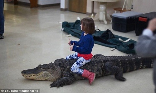 Cô bé cưỡi cá sấu tươi cười để người lớn chụp ảnh. 
