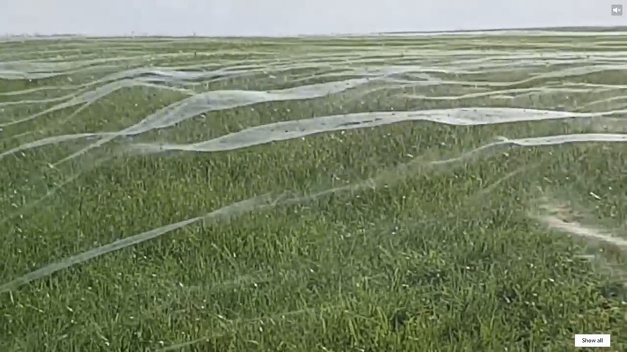 Mạng nhện khổng lồ che phủ cả cánh đồng tại New Zealand