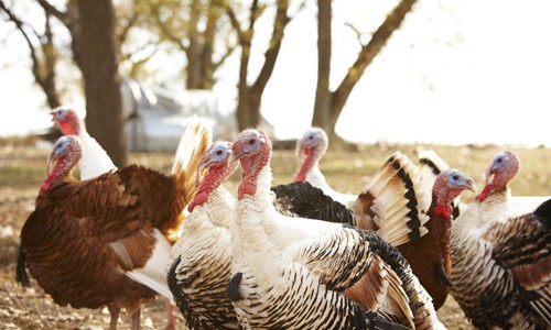 Việc thả gà tây phục vụ cho lễ hội khiến nhiều người yêu động vật tức giận. Ảnh: Huffington Post.