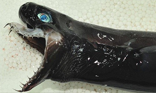 Đặc điểm nổi bật nhất của cá mập rắn lục là bộ hàm rộng đầy răng nhọn hoắt. Ảnh: Viện Nghiên cứu Ngư nghiệp Đài Loan.