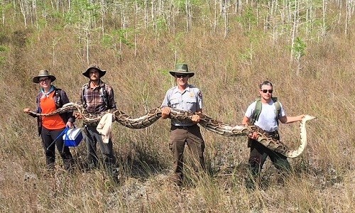 Con trăn cái dài 5,2 mét bị bắt ở đầm lầy Everglades. Ảnh: Facebook.