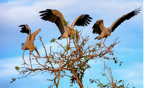 Những đàn Chim sải cánh bay về tổ tạo nên bức tranh thiên nhiên sinh động cho rừng tràm (nguồn ảnh: Internet)