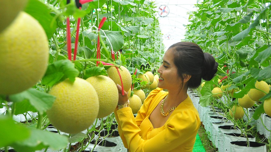 Vườn dưa lưới của chàng thạc sĩ nông nghiệp thu hút đông bạn trẻ check-in dịp Tết