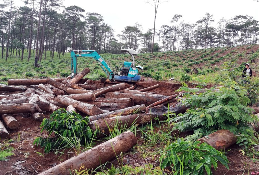 Huy động xe cơ giới “khai quật” thông ở Lâm Đồng bị đốn hạ rồi chôn xuống hố sâu 
