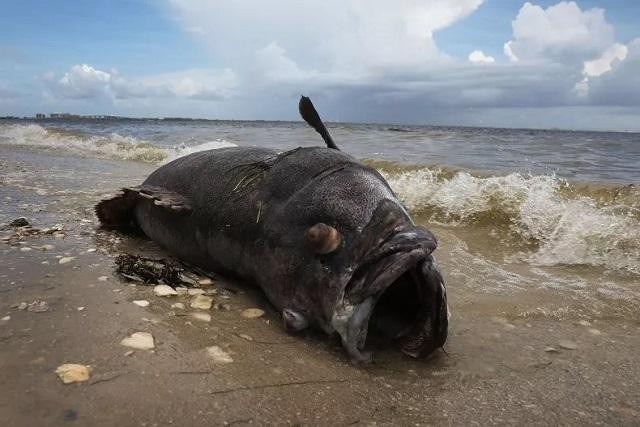 Ngư dân đã câu được một con cá mú Goliath khổng lồ ở Nam Carolina cuối tuần trước. Ảnh minh họa.