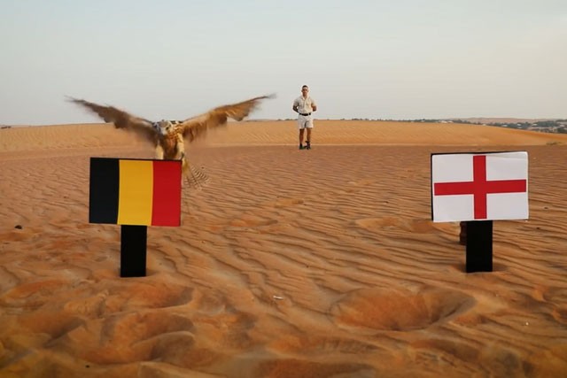 "Tiên tri" chim cắt dự đoán Bỉ sẽ hạ gục Anh.