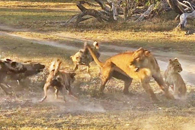 Sư tử cái tử chiến với đàn chó hoang để bảo vệ con
