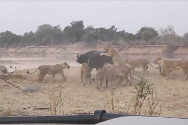 VIDEO: Trâu rừng chết thảm dưới nanh vuốt đàn sư tử